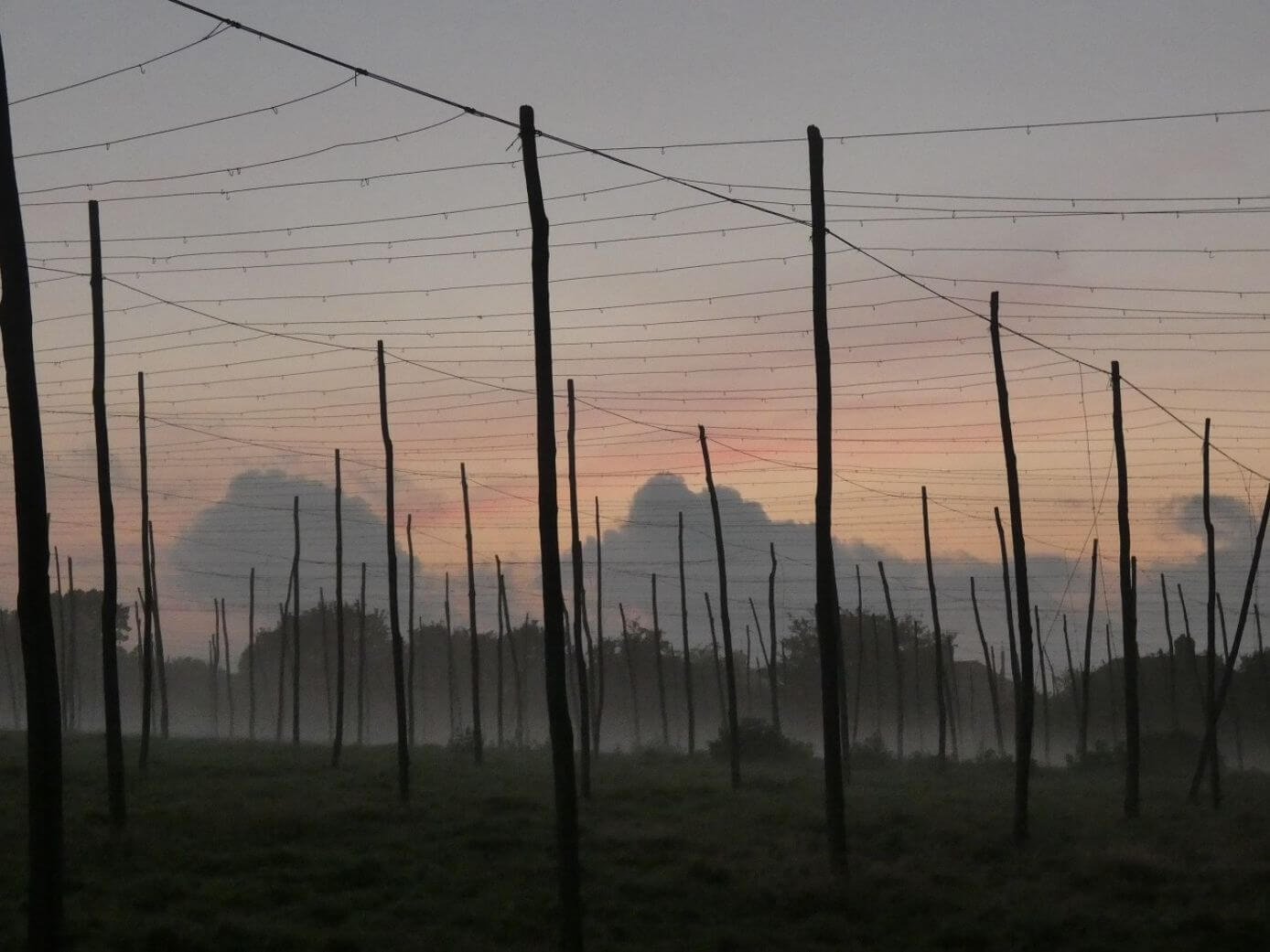 hop poles in the mist
