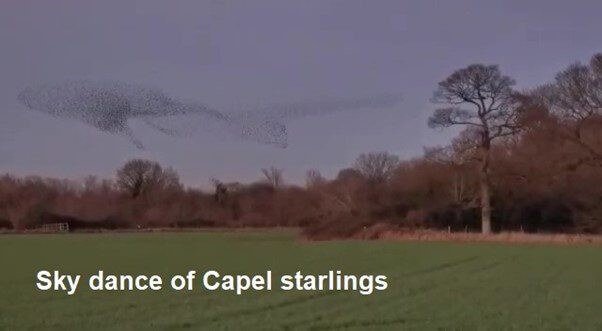 Starlings in Capel